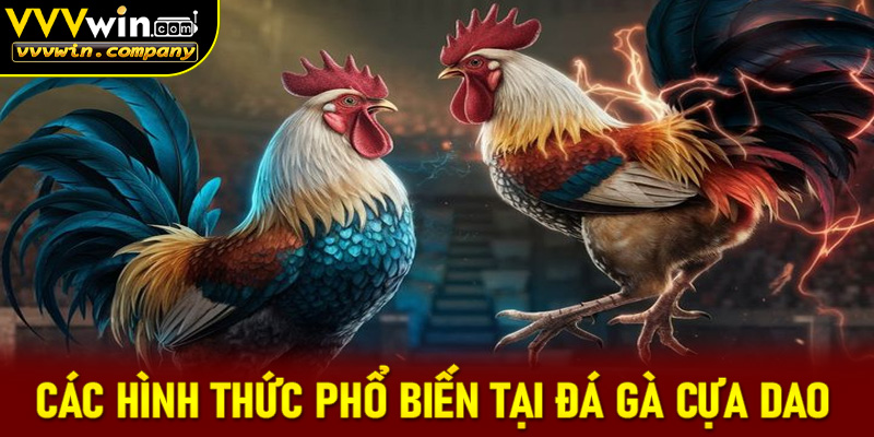 Các hình thức cược phổ biến trong gà cựa dao